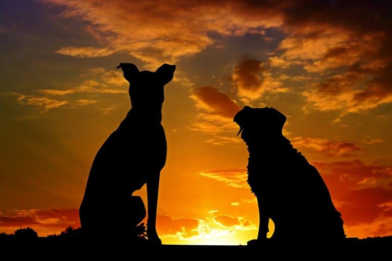 dogs-2222801_1920